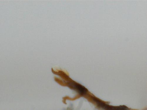 Scymnus schmidti